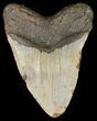 Large, Megalodon Tooth - North Carolina #42296-2